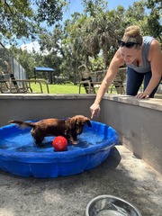 Penny the pup keeping cool in the pool