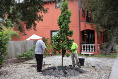 Neighborhood Canopy Program