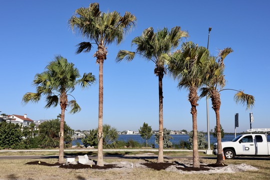 Ringling Causeway palms