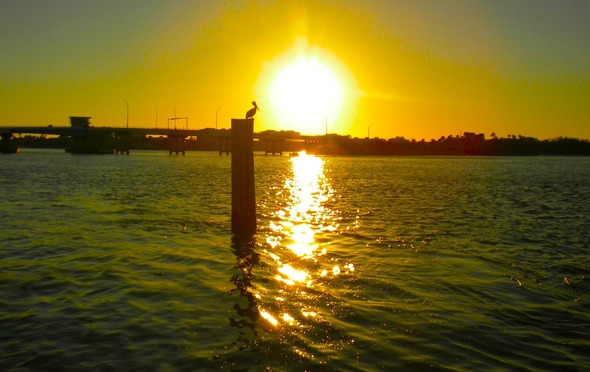 Schimmel - pelican bright sun