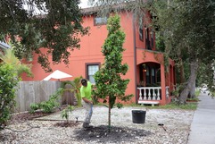 Neighborhood Canopy Program - 2025