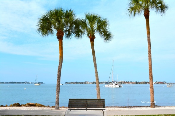 Photo of two palm trees and a bench in front of the bay