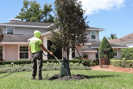 Neighborhood Canopy Program tree is planted by contractors in Sept. 2026