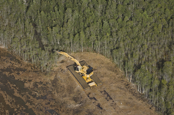 Melaleuca removal