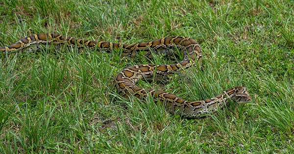 python