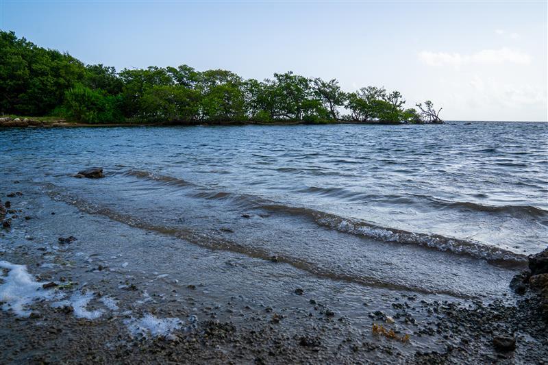 Biscayne Bay Shoreline