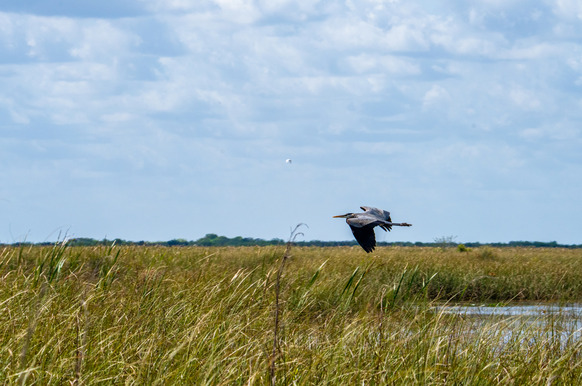 Everglades