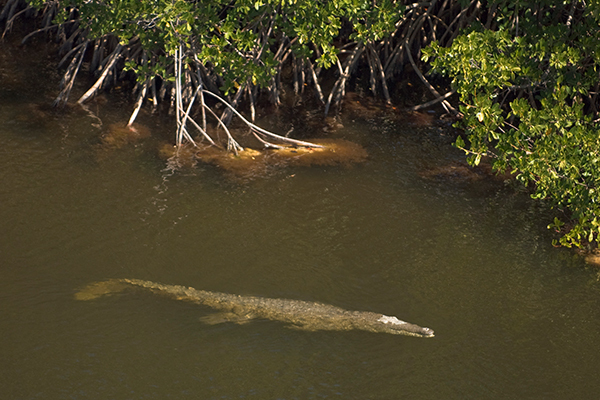 American crocodile