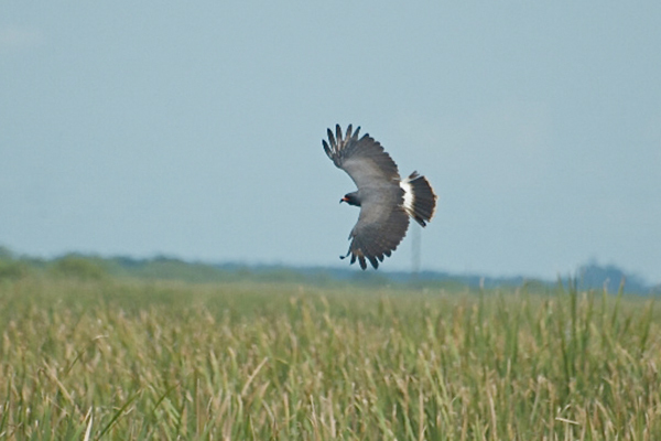 Everglade snail kite