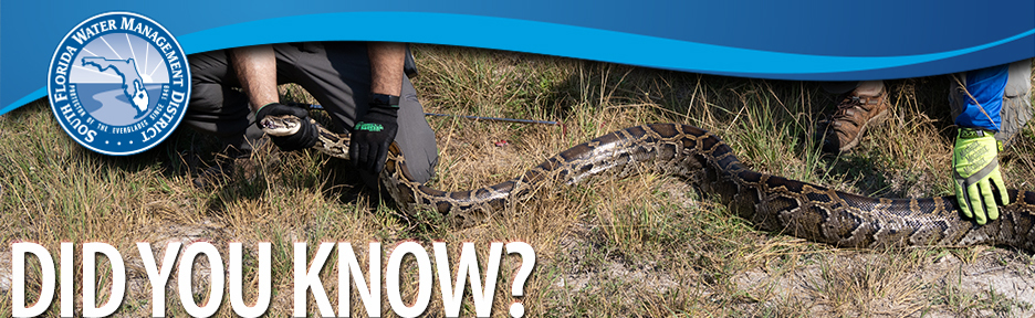 python on the ground