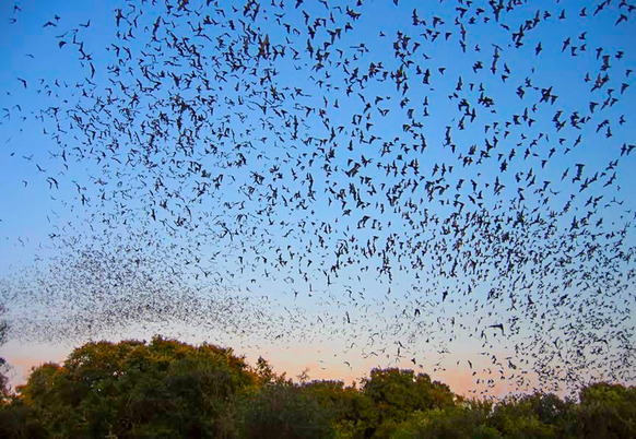 Bats in Flight