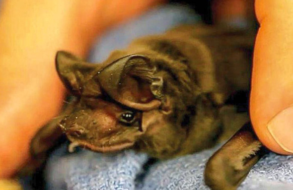 Bat in hand