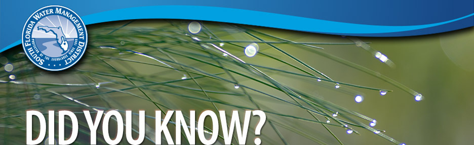 Water drops on branch