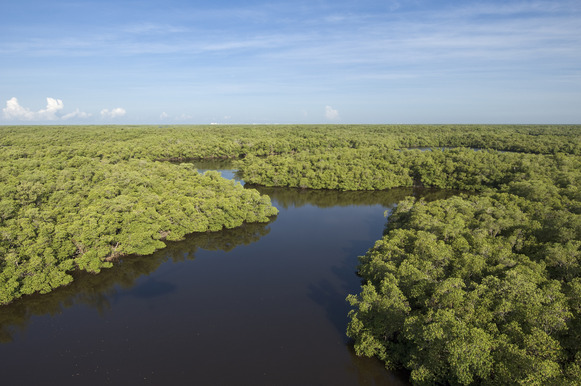 Everglades