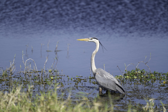 Bird at Nubbin Slough
