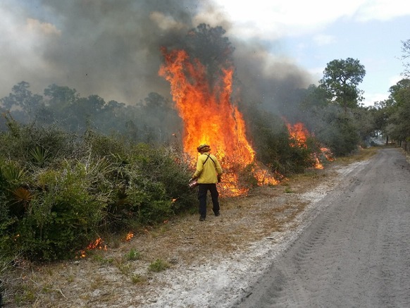 staff conducting prescribed burns in pine flatwoods