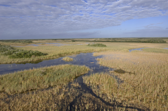 Everglades Landscape