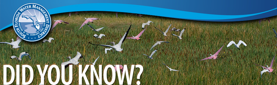 Birds in STA-1E