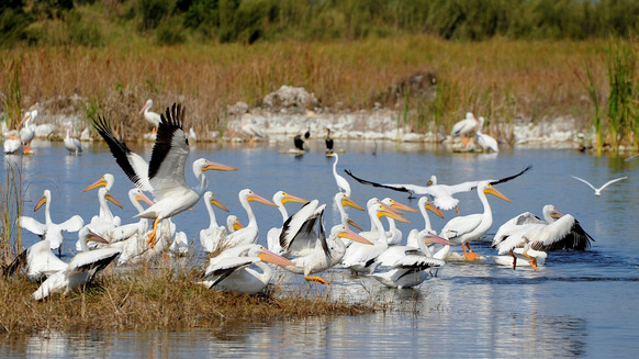 White Pelicans in STA