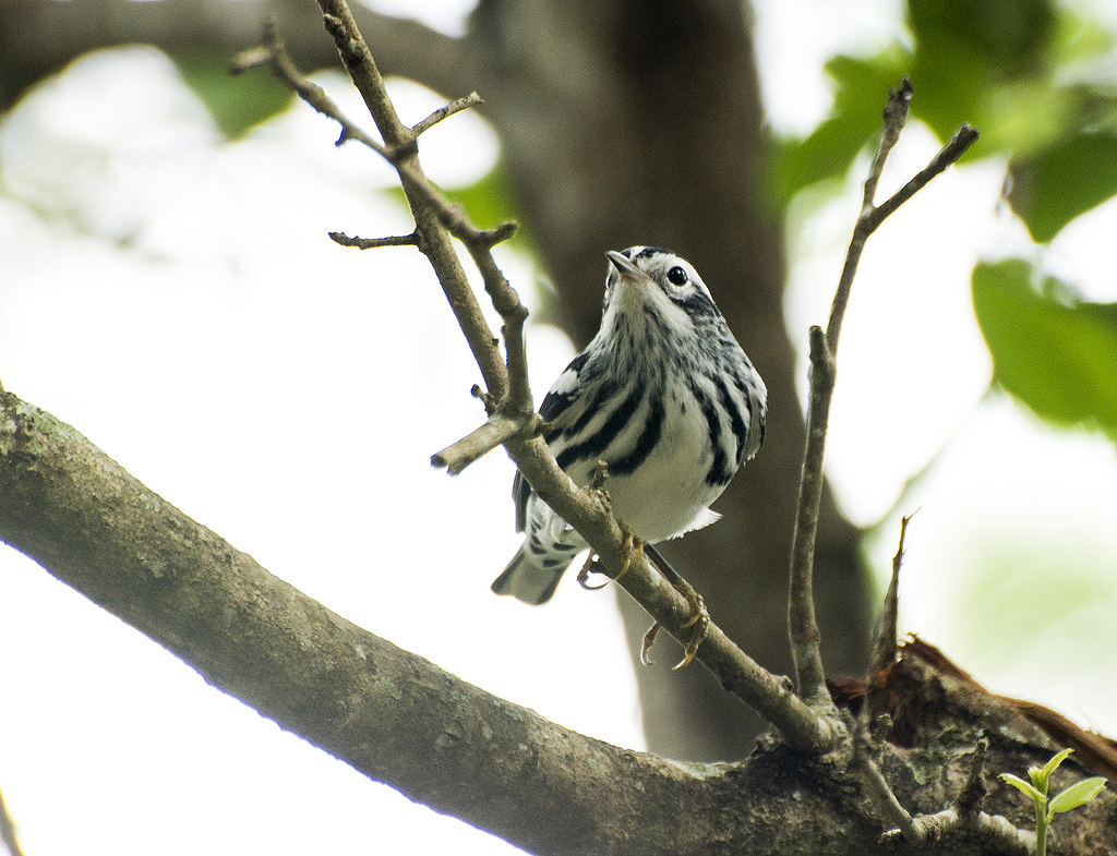 Black and White Warbler at District Pond