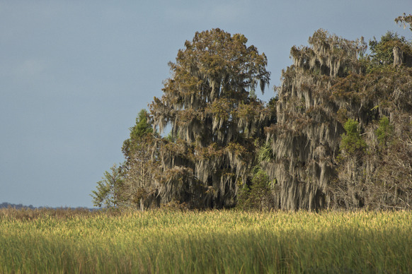 View from Lake Hatchineha Near Rolling Meadows