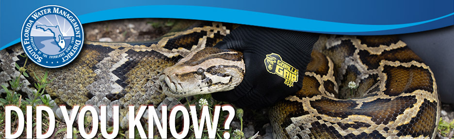Python on the ground