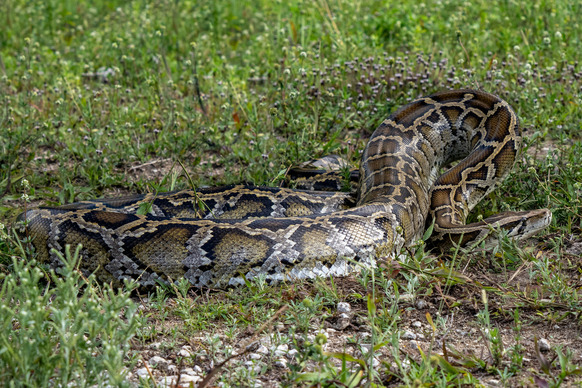 Python on the ground