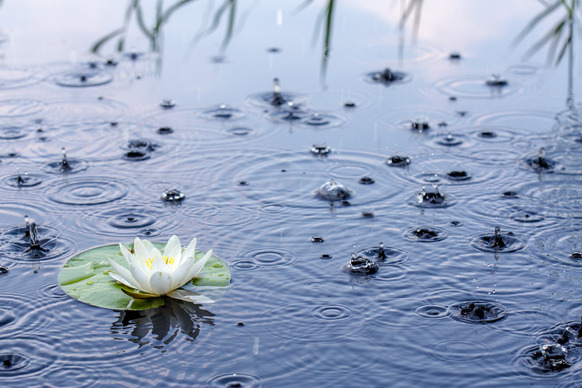 Lily pad