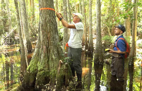 Staff working in wetlands
