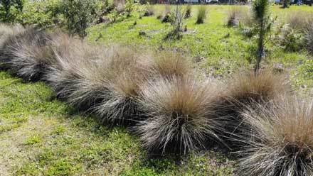 A wetland buffer newly planted