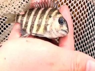 Small fish being held