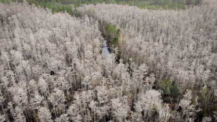 Aerial photo of forest