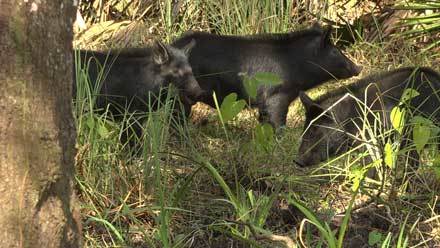 Feral hogs