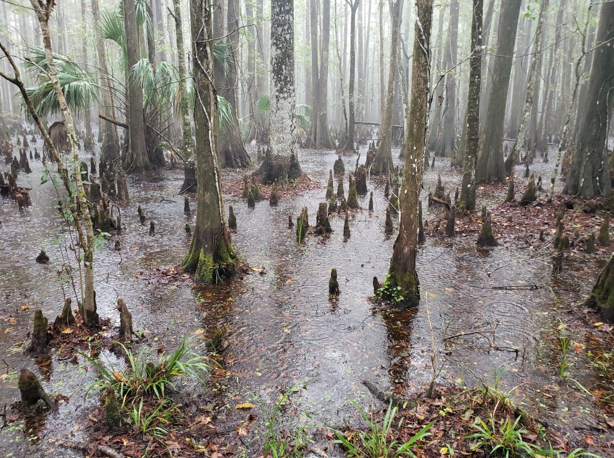 swamp