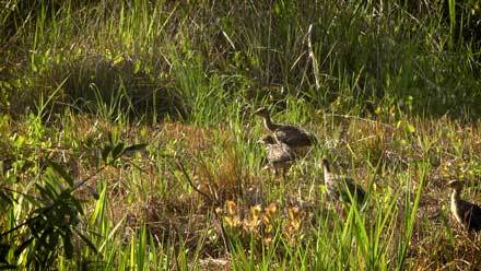 Wild turkeys walking in grass/brush