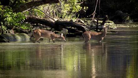 Deer drinking from the river