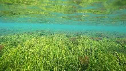 Underwater vegetation