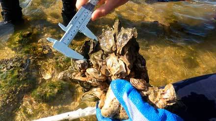Oyster survey
