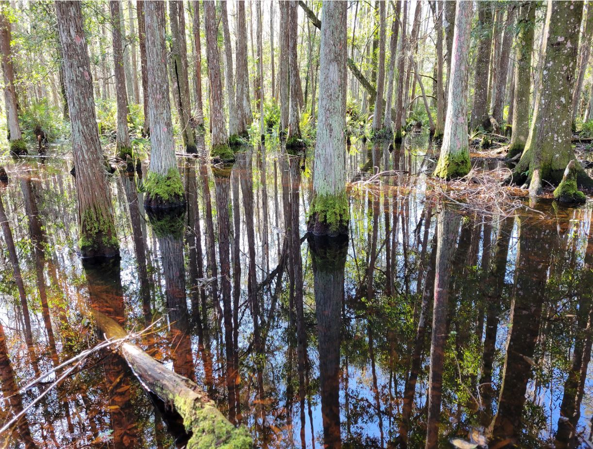 Withlacoochee River System Update 12/1/2022