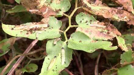 Small insects on vine leaves