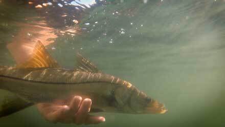 Snook being tagged