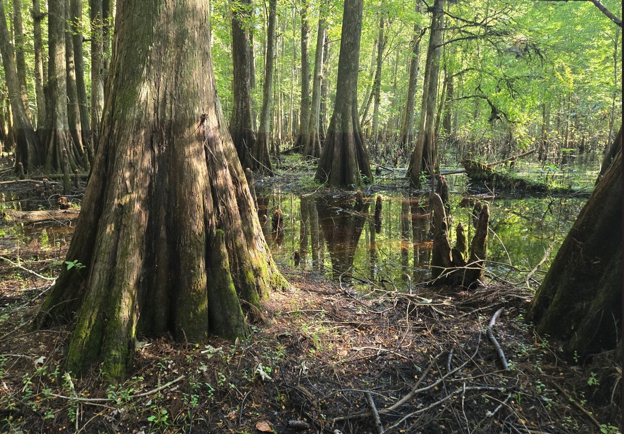 swamp