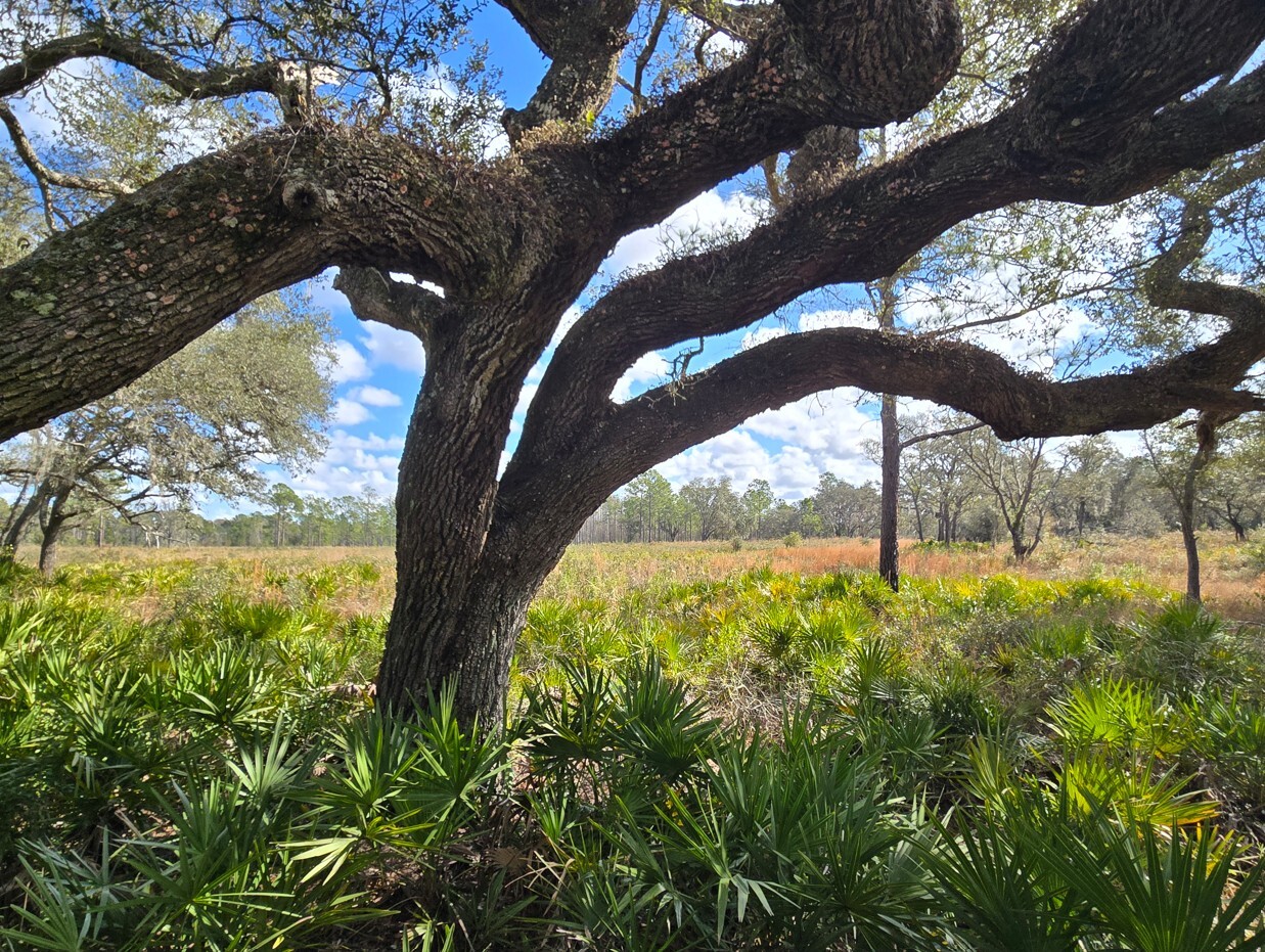 tree