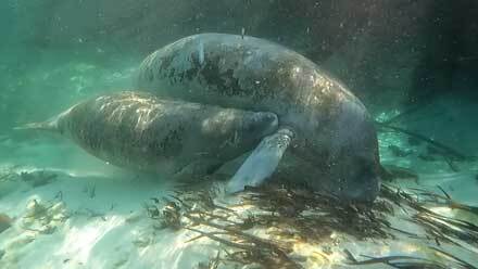 manatee calf nursing with mother