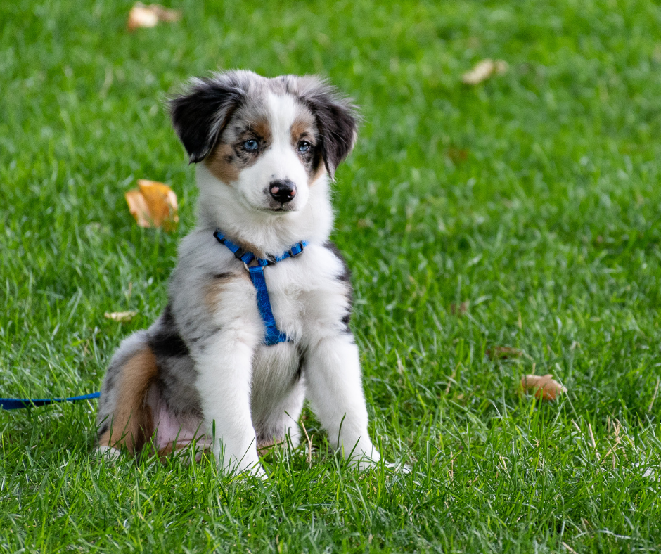 Puppy dog sits in the grass at a dog park