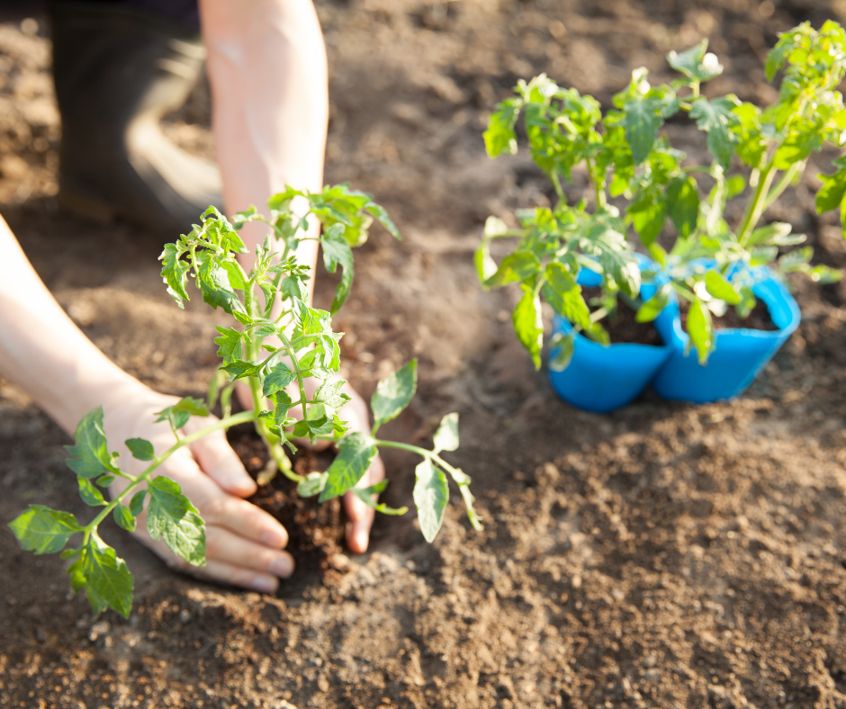 Plants being planted