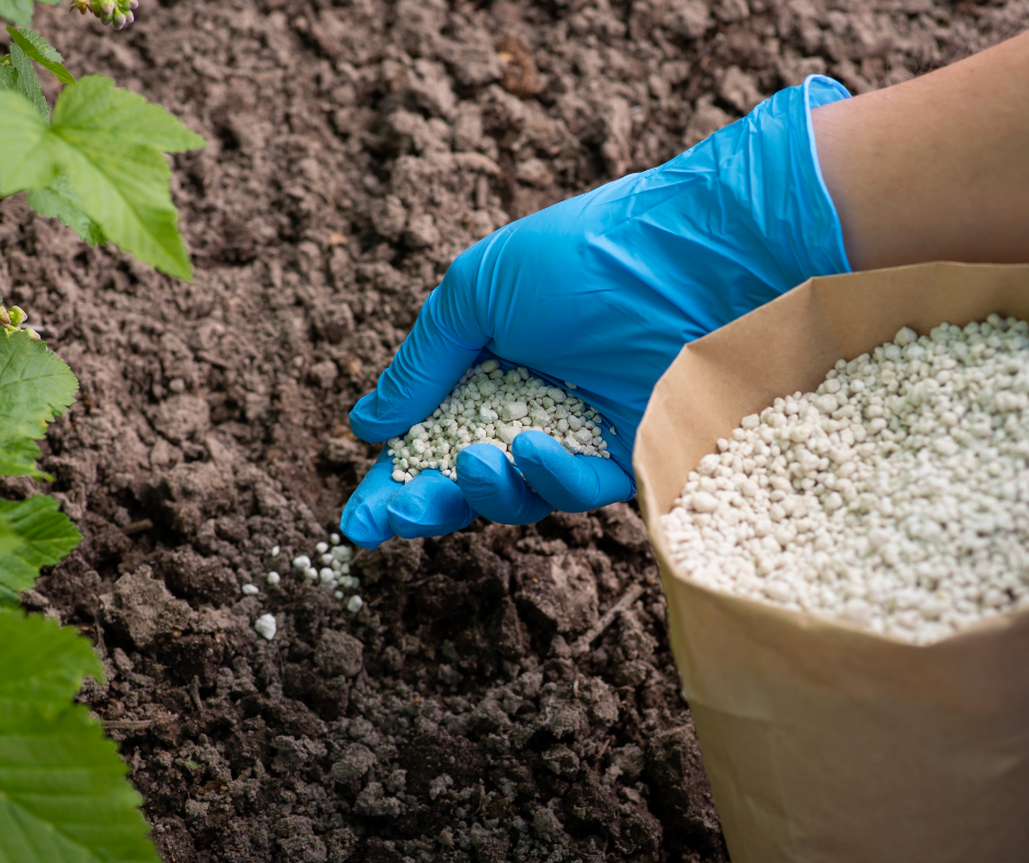 Person putting fertilizer on plant