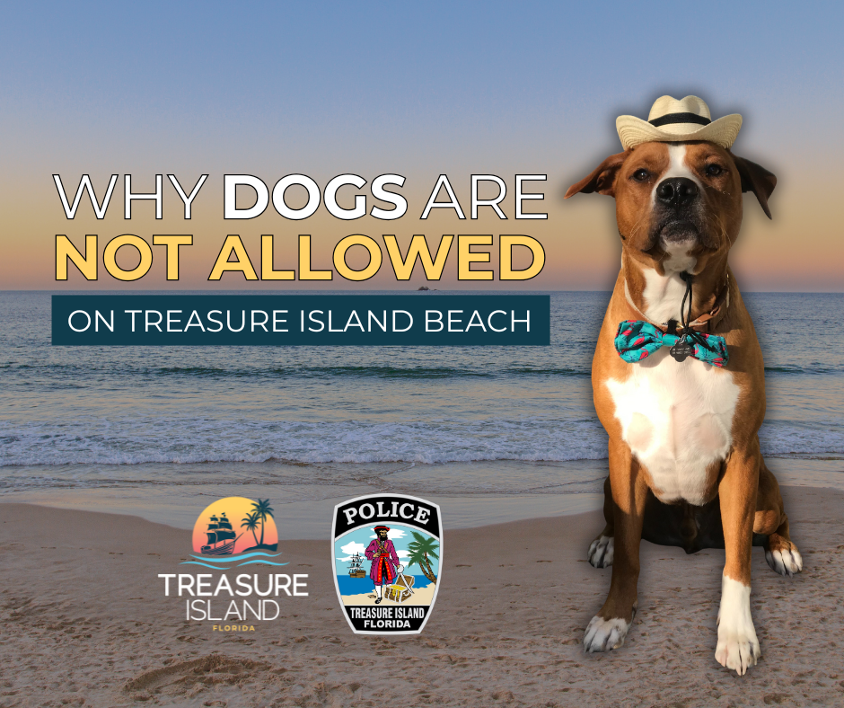 Why dogs are not allowed on the beach