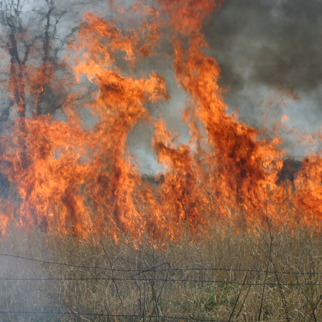 Brush fire