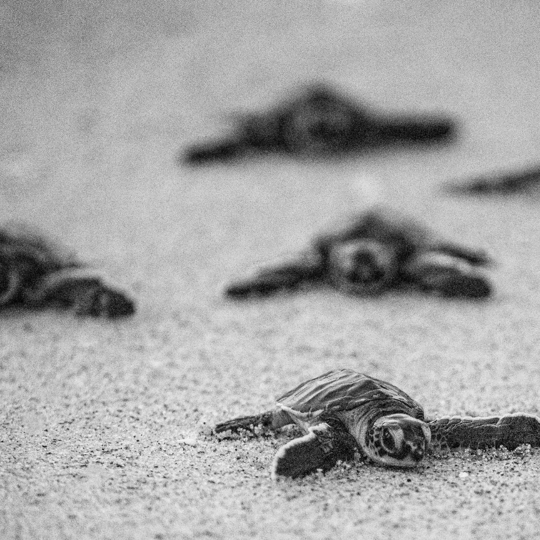 Sea turtle hatchlings on the beach